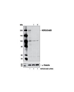 Cell Signaling Signalsilence Her3/Erbb3 Sirna Ii