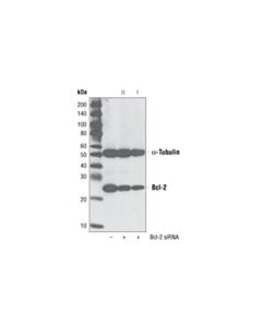 Cell Signaling Signalsilence Bcl-2 Sirna I