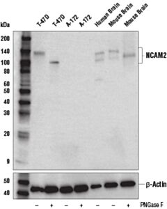 Cell Signaling Ncam2 Antibody