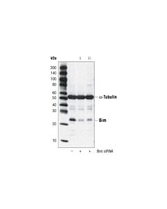 Cell Signaling Signalsilence Bim Sirna I