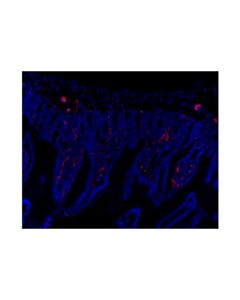 Cell Signaling Cd31 (Pecam-1) (D8v9e) Xp ® Rabbit mAb (Alexa Fluor ® 647 Conjugate)