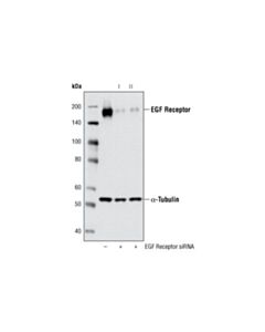 Cell Signaling Signalsilence Egf Receptor Sirna I