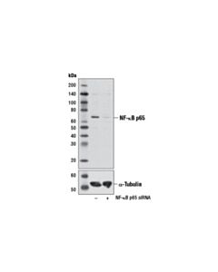 Cell Signaling Nf-Kappab P65 (L8f6) Mouse mAb (Bsa And Azide Free)