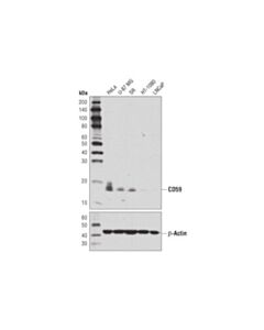 Cell Signaling Cd59 Antibody