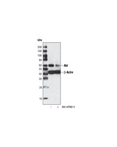 Cell Signaling Signalsilence Akt Sirna Ii