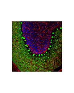Cell Signaling Calbindin (D1i4q) Xp Rabbit mAb (Alexa Fluor 488 Conjugate)