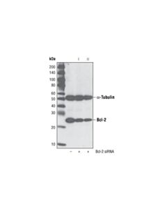 Cell Signaling Signalsilence Bcl-2 Sirna Ii