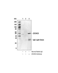 Cell Signaling Zcchc3 Antibody