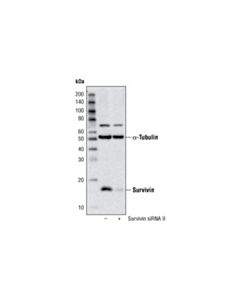 Cell Signaling Signalsilence Survivin Sirna Ii