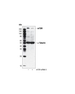 Cell Signaling Signalsilence Mtor Sirna Ii