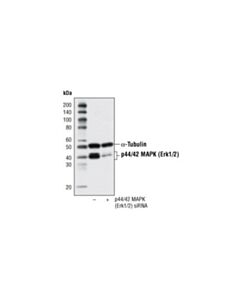 Cell Signaling Signalsilence P44/42 Mapk (Erk1/2) Sirna