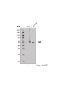 Cell Signaling Arg3.1 (D6H9N) Rabbit mAb 20 uL