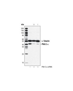 Cell Signaling Signalsilence Pka C-Alpha Sirna Ii