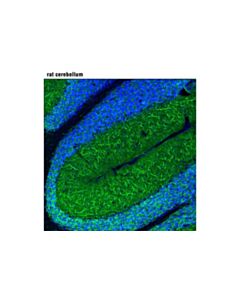 Cell Signaling Map2 (D5g1) Rabbit mAb (BSA And Azide Free)