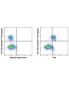 Cell Signaling CD96 (E1Y2Z) Rabbit mAb 20 uL