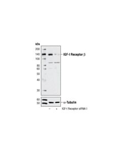Cell Signaling Signalsilence® Igf-I Receptor Sirna I