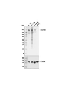Cell Signaling Col1a1 (E3e1x) Mouse mAb (BSA And Azide Free)