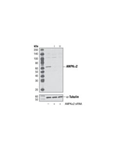 Cell Signaling Signalsilence Ampkalpha2 Sirna I