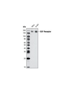 Cell Signaling Egf Receptor (D38b1) Xp Rabbit mAb (Biotinylated)