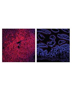 Cell Signaling Arginase-1 (D4e3m) Xp Rabbit mAb (Alexa Fluor 488 Conjugate)