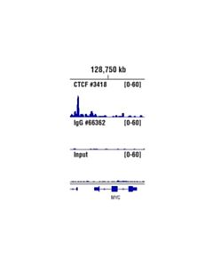 Cell Signaling Rabbit (Da1e) mAb Igg Xp Isotype Control (Cut&Run)