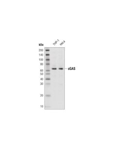 Cell Signaling Cgas (D1d3g) Rabbit mAb (Biotinylated)