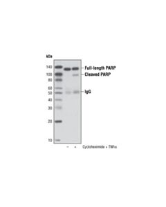 Cell Signaling Parp (46d11) Rabbit mAb (Sepharose Bead Conjugate)