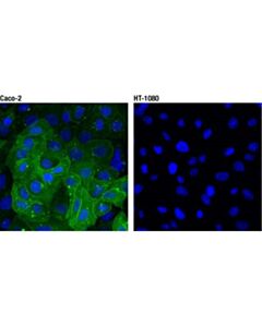 Cell Signaling Dpp4/Cd26 (D6d8k) Rabbit mAb