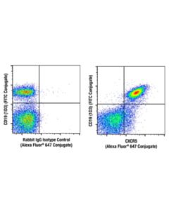 Cell Signaling CXCR5 (E3G3A) Rabbit mAb (Alexa Fluor 647 Conjugate) 100 uL