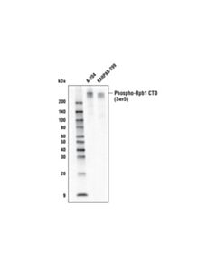 Cell Signaling Phospho-Rpb1 Ctd (Ser5) (D9n5i) Rabbit mAb (Biotinylated)