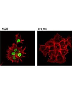 Cell Signaling Dnmt3b (D7o7o) Rabbit mAb