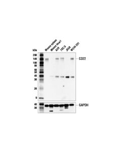 Cell Signaling Cd22 Antibody