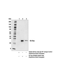 Cell Signaling V5-Tag (D3h8q) Rabbit mAb (Sepharose Bead Conjugate)