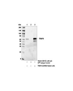 Cell Signaling Traf6 (E2k9d) Rabbit mAb