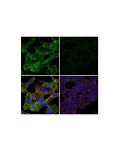 Cell Signaling Syntaxin-4 (E6w7b) Rabbit mAb