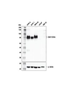 Cell Signaling Daf/Cd55 Antibody