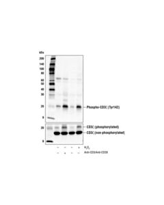 Cell Signaling Phospho-Cd3zeta (Tyr142) Antibody