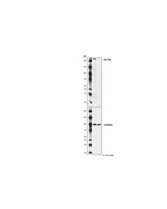 Cell Signaling Ch-Tog (D2z8j) Rabbit mAb