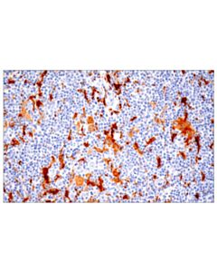 Cell Signaling Il-18 (E3g8r) Rabbit mAb