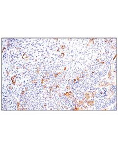 Cell Signaling Cd54/Icam-1 (E3q9n) Xp Rabbit mAb
