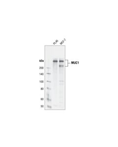Cell Signaling Muc1 (Vu4h5) Mouse mAb (BSA And Azide Free)