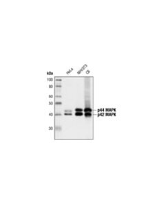 Cell Signaling P44/42 Mapk (Erk1/2) (137f5) Rabbit mAb (BSA And Azide Free)