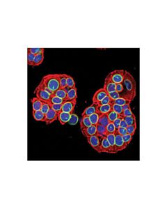 Cell Signaling Lamin B1 (119d5-F1) Mouse mAb