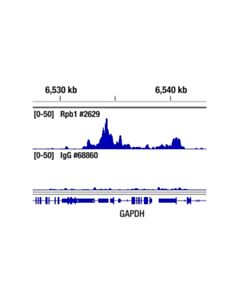 Cell Signaling Normal Mouse IgG