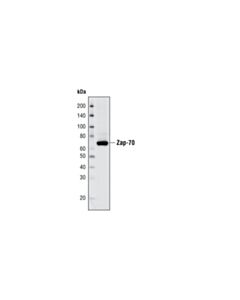 Cell Signaling Zap-70 (D1c10e) Xp Rabbit mAb (BSA And Azide Free)