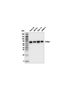 Cell Signaling G3bp1 Antibody