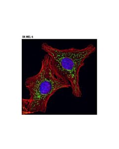 Cell Signaling Aco2 Antibody