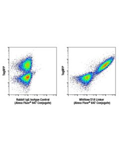 Cell Signaling Whitlow/218 Linker (E3u7q) Rabbit mAb (Alexa Fluor 647 Conjugate)