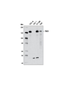 Cell Signaling Hamartin/Tsc1 (D43e2) Rabbit mAb