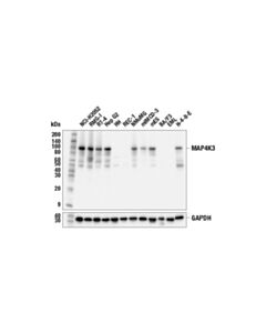 Cell Signaling Map4k3 (E9l1j) Rabbit mAb